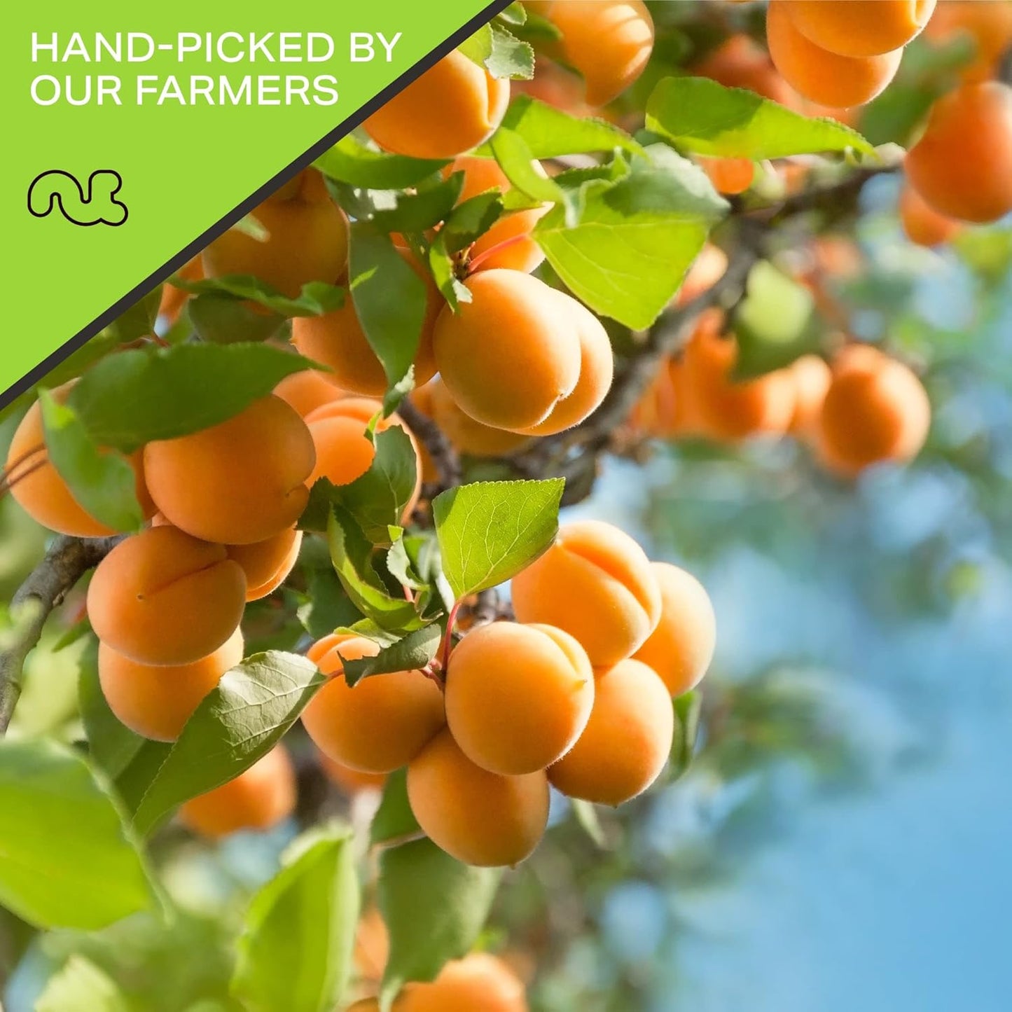 NUT CRAVINGS - Sun Dried Turkish Apricots, No Sugar Added (48oz, 3 LB, Bulk) Bulk Dry Fruits Packed Fresh in Resealable Bag - Sweet Healthy Snack, Naturally Grown, Vegan, Kosher