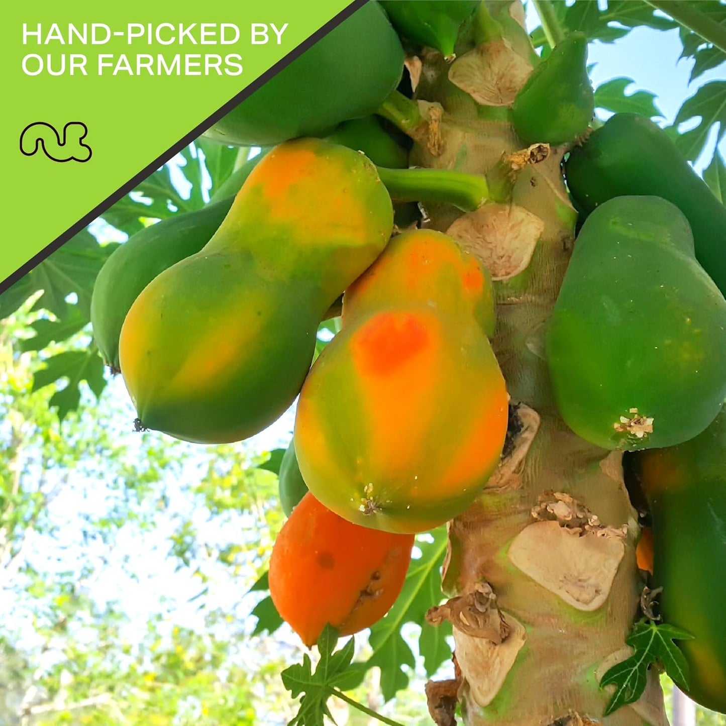 NUT CRAVINGS - Sun Dried Papaya Chunks, Lightly Sweetened (48oz, 3 LB) Bulk Dry Fruits Packed Fresh in Resealable Bag - Sweet Healthy Snack, Naturally Grown, Vegan, Kosher
