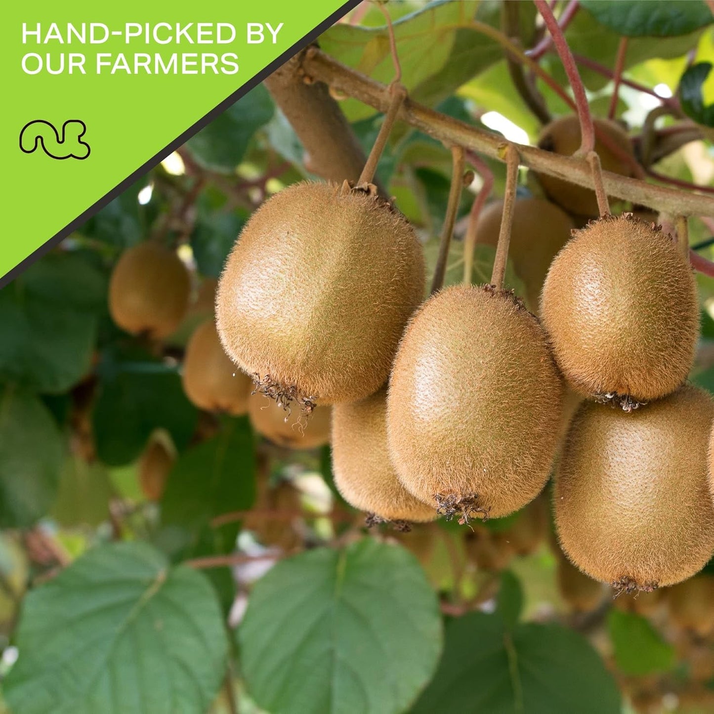 NUT CRAVINGS - Sun Dried Kiwi Slices, Lightly Sweetened (80oz, 5 LB, Bulk) Bulk Dry Fruits Packed Fresh in Resealable Bag - Sweet Healthy Snack, Naturally Grown, Vegan, Kosher