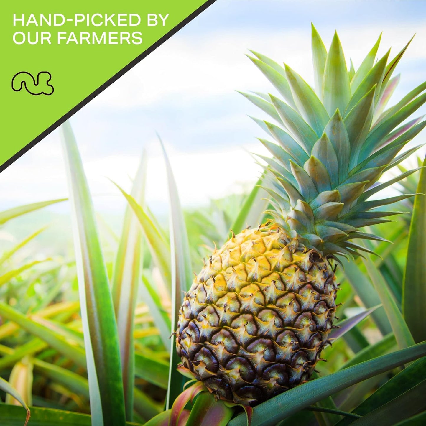 NUT CRAVINGS - Sun Dried Pineapple Chunks, Lightly Sweetened (80oz, 5 LB) Bulk Dry Fruits Packed Fresh in Resealable Bag - Sweet Healthy Snack, Naturally Grown, Vegan, Kosher